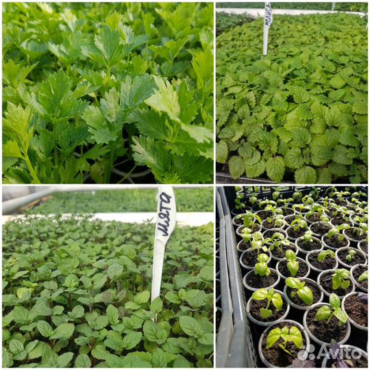 Рассада Овощей, Ягод и Цветов