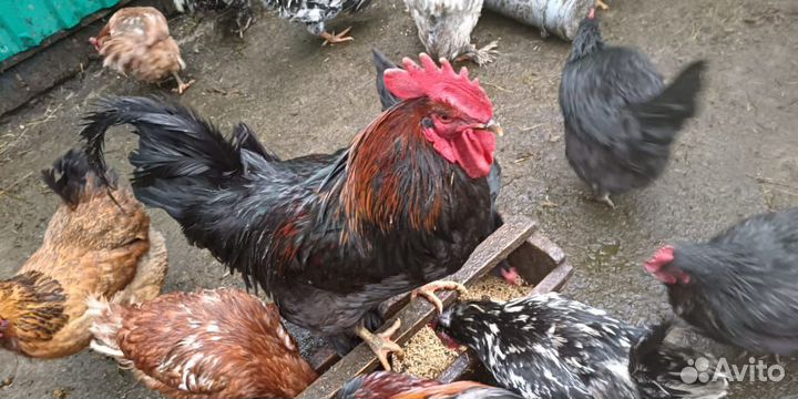 Молодые петухи