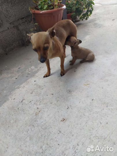 Мини той-терьер щенки