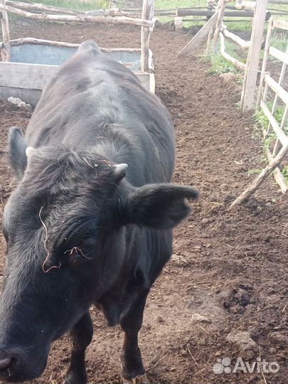 Тёлки на откорме