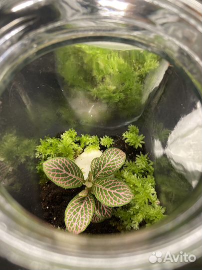 Баночка с растениями. Закрытый флорариум