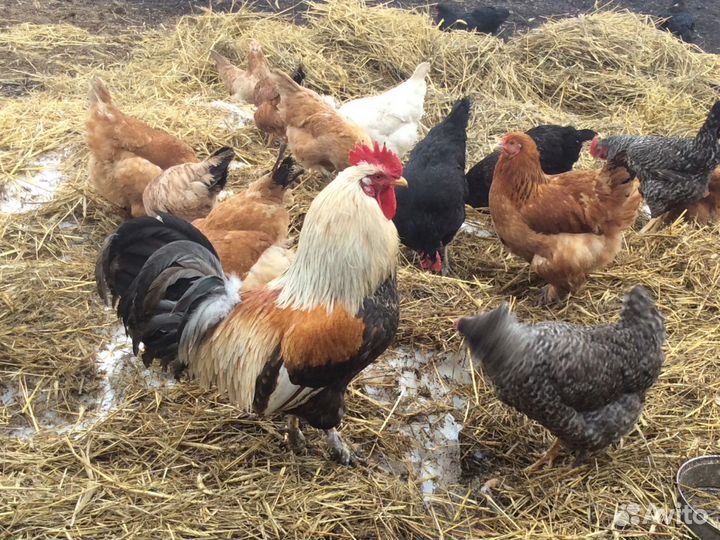 Продам цыплят от кур несушек