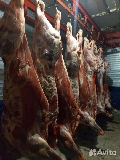 Мясо говядины