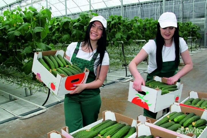 Вахта 15/35+Питание и Проживание/Рабочие в теплицу