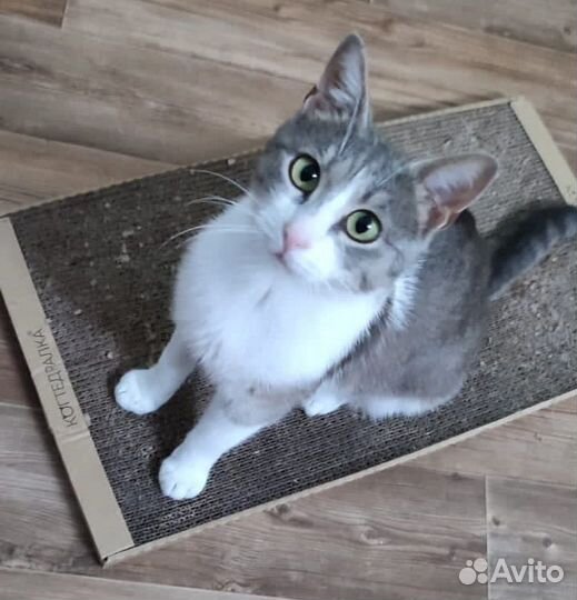 Кошечка Зося