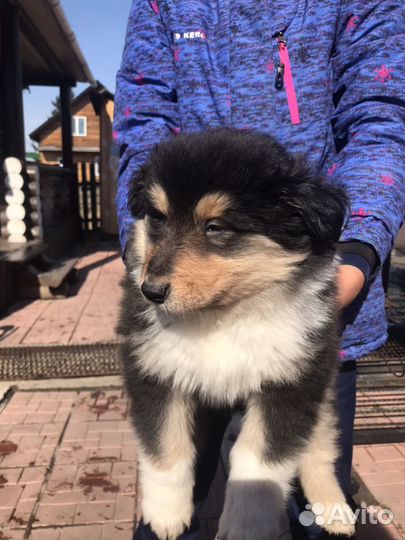 Щенки Колли