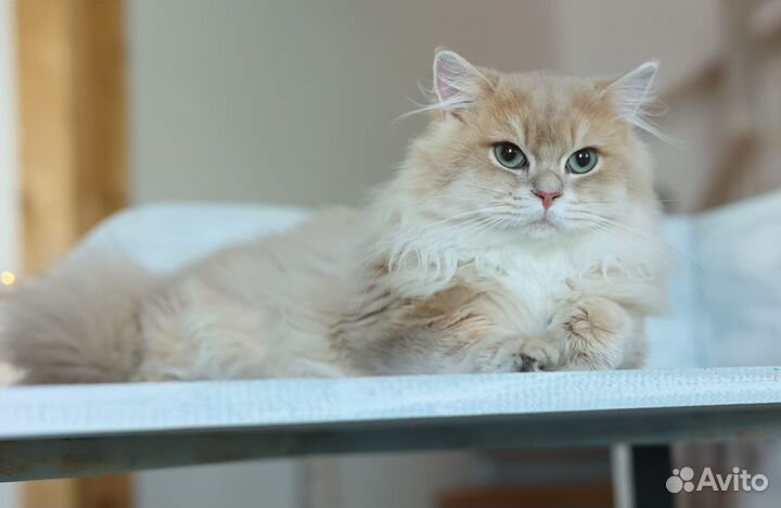 Британская шиншилла Лилак cy 11