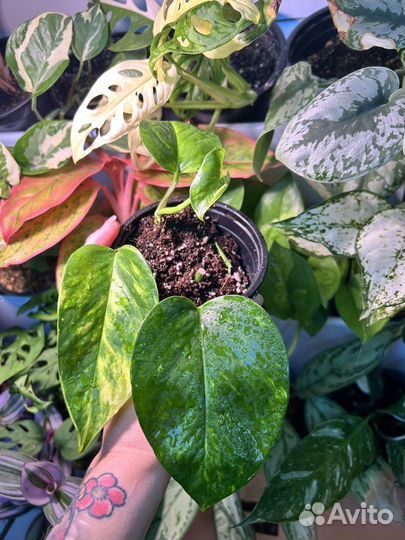 Сциндапсус марбл квин