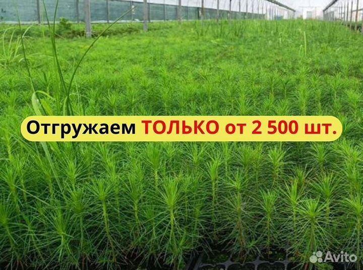 Саженцы сосны обыкновенной зкс от производителя