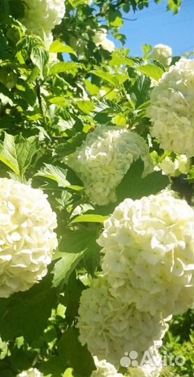 Калина Бульденеж