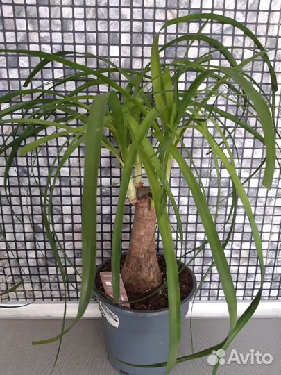 Нолина Бокарнея (дерево желаний)