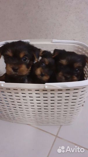 Щенки йоркшерского терьера
