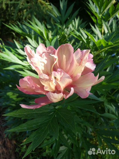 Пионы ито гибриды Julie Rose