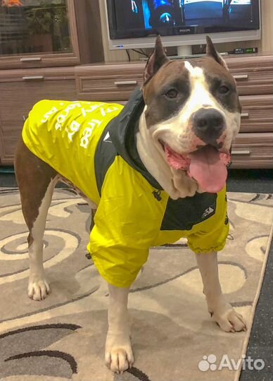 Дождевик для крупной собаки
