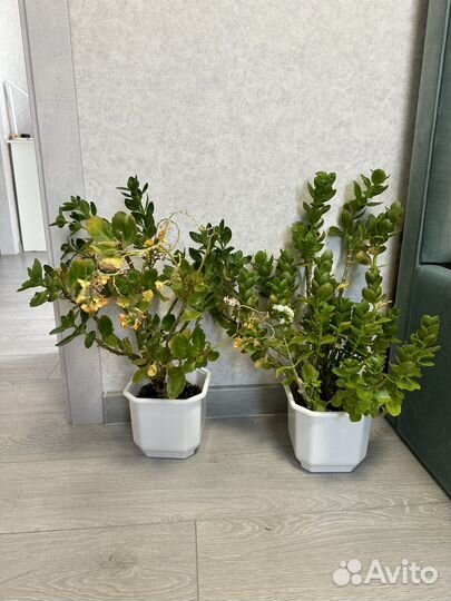 Каланхоэ цена за оба