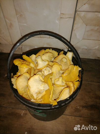 Лисички грибы