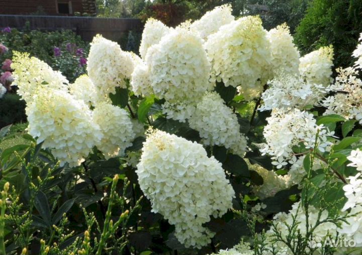 Гортензия Дентель де Горрон