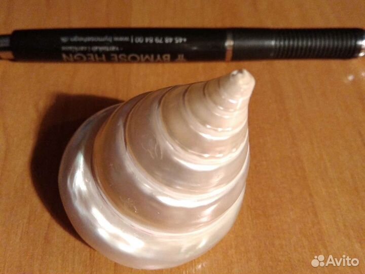 Ракушка нильского трохуса