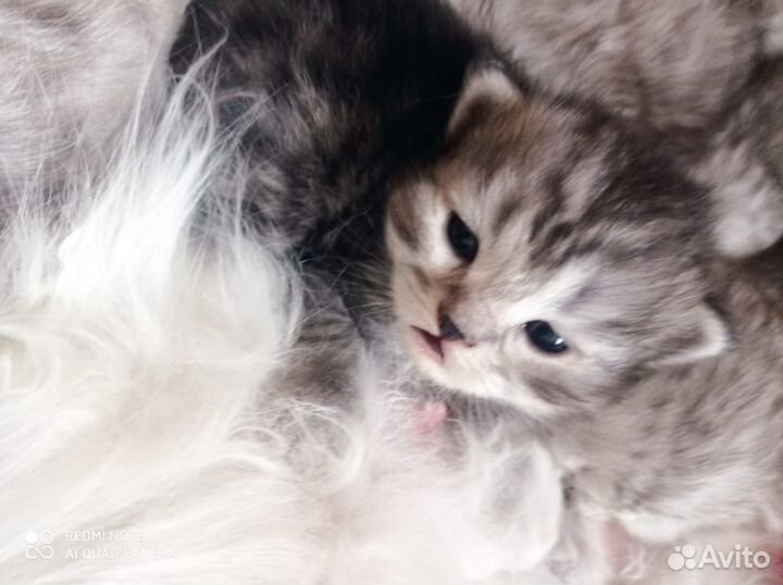 Котята персы