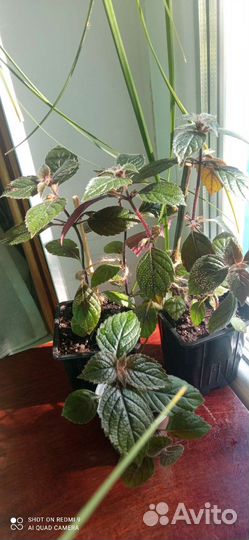 Пеларгонии