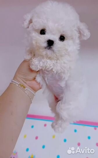 Бишон фризе