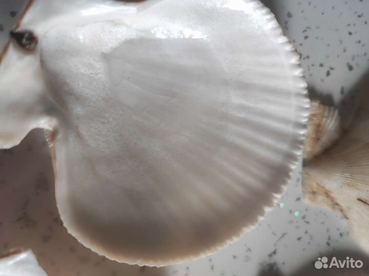 Ракушка гребешка