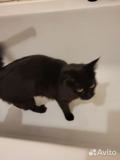 Нашли кота