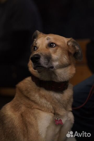 Услуги кинолога