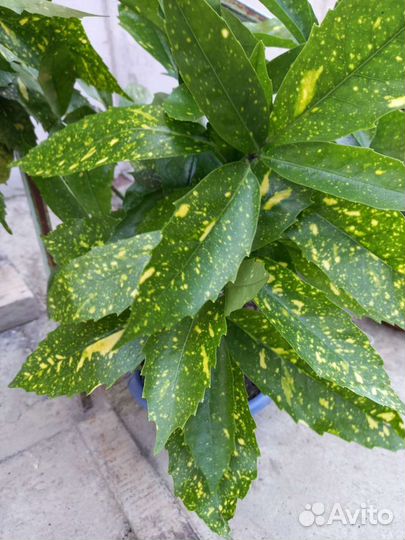 Аукуба - золотое дерево Японии