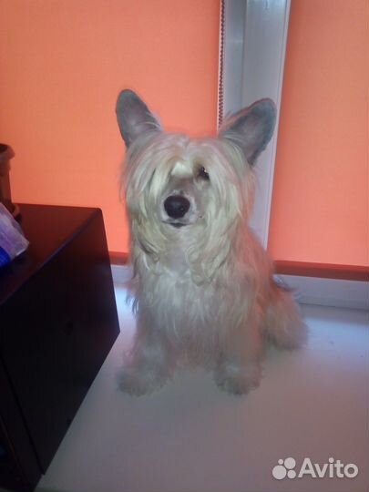 Вязка мальчик