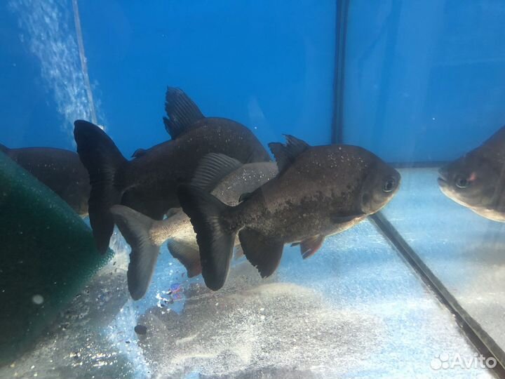 Пиранья амазонская