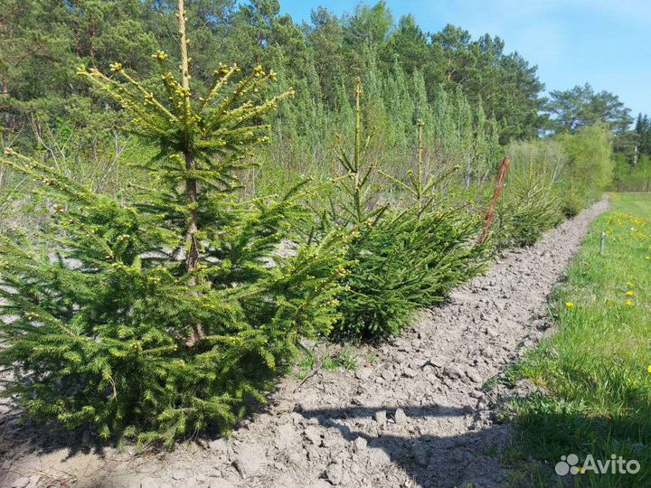 Ель сибирская