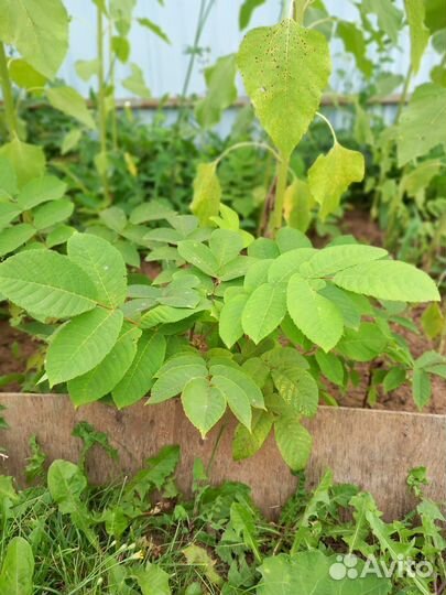 Маньчжурский орех