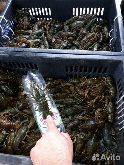 Раки с Волги. Сотрудничество с рыбаками