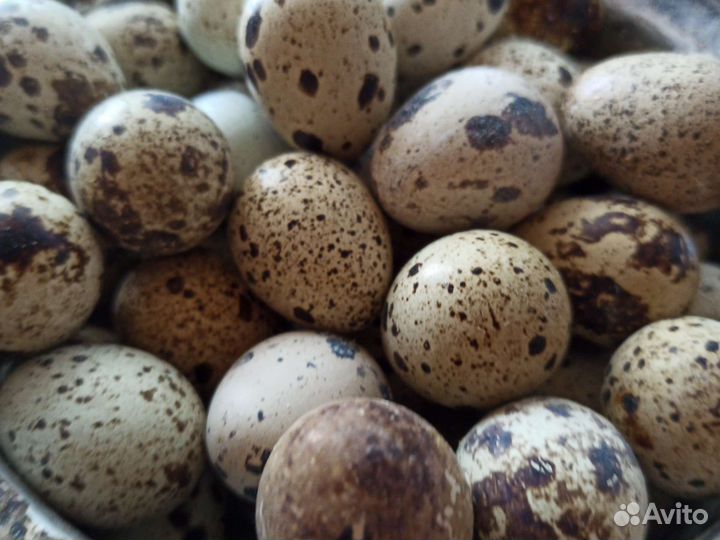 Яйца перепелиные