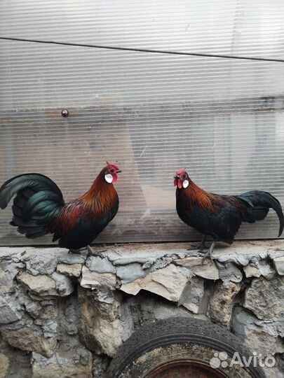 Молодые петухи