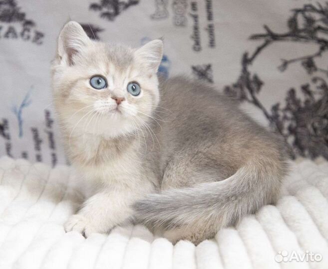 Голубое золото. Кошечка