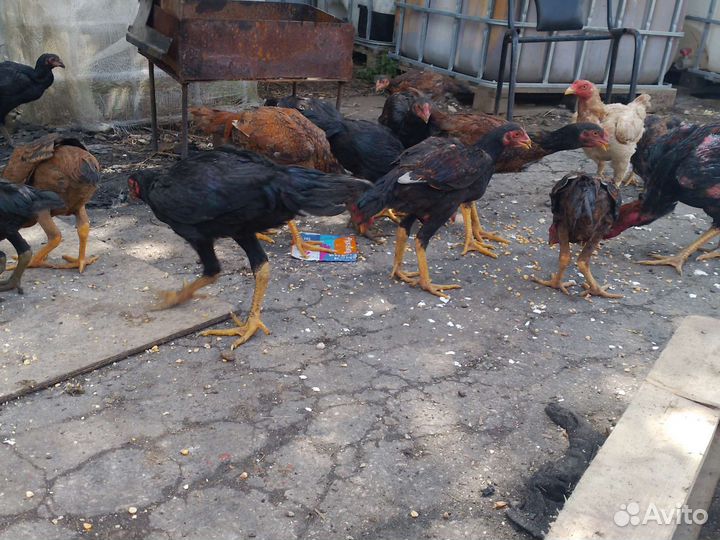 Бойцовский петух