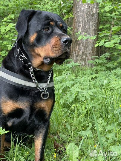 Ротвейлер для фотосессии