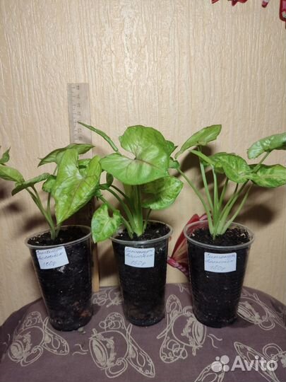 Сингониум,Комнатные цветы