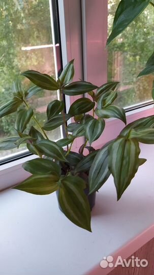 Традесканция