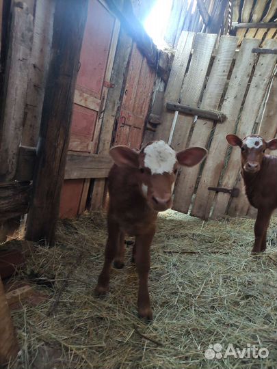 Телочки 4 месяц