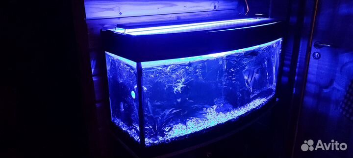 Аквариумные рыбки