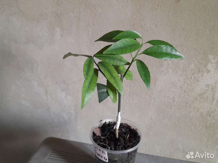 Лимон эврика пинк вариегатная