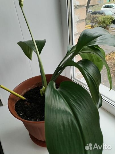 Комнатные растения