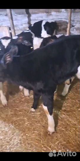 Бычки и телята