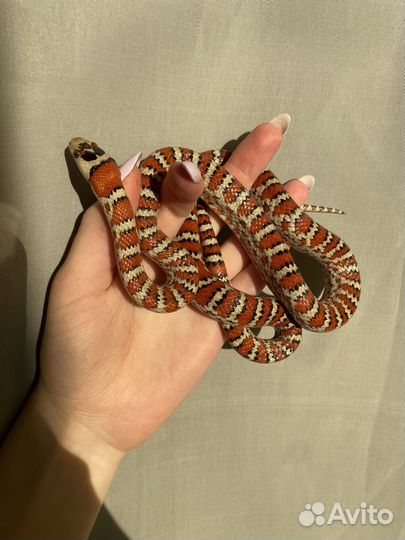 Королевская змея, полоз