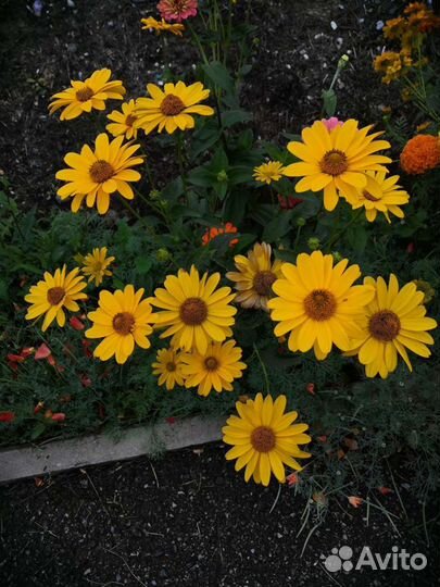 Ромашка жёлтая