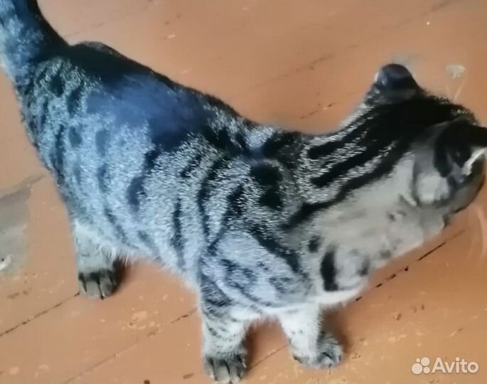 Вислоухий котик