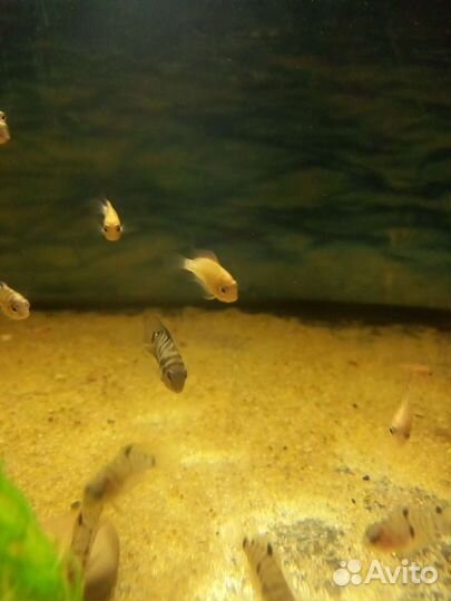 Цихлозома чернополосая